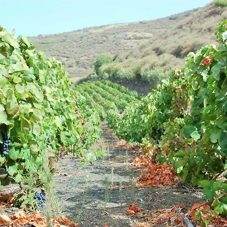 La Olivina سانتا بريخيذا
